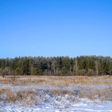 View of a winter pine forest in front of large meadow with dry grass covered Foto stock