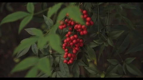 View of a Winter Red berry Bush Stock Footage 123985552