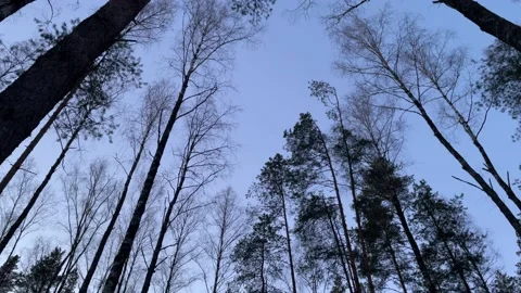 View of the winter sky from a small forest Stockbeeldmateriaal 172094294
