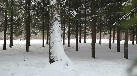 View of the winter snowy forest Video stock 61284078