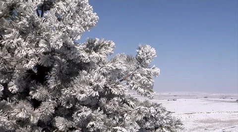 View of Wintery Tree Stock Footage 54757596