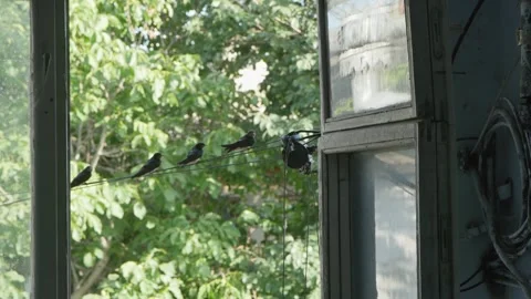 View from the wire, swallows and the first step Stock Footage 278991107