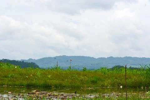 View of withered trees and green meadow in the morning in Wonosobo city par.. Stock Photos