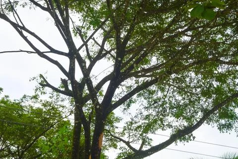 View of withered trees and green meadow in the morning in Wonosobo city par.. Stock Photos