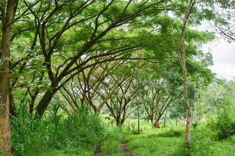 View of withered trees and green meadow in the morning in Wonosobo city par.. Stock Photos