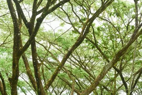 View of withered trees and green meadow in the morning in Wonosobo city par.. Foto stock