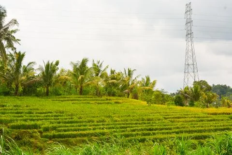 View of withered trees and green meadow in the morning in Wonosobo city par.. Stock Photos