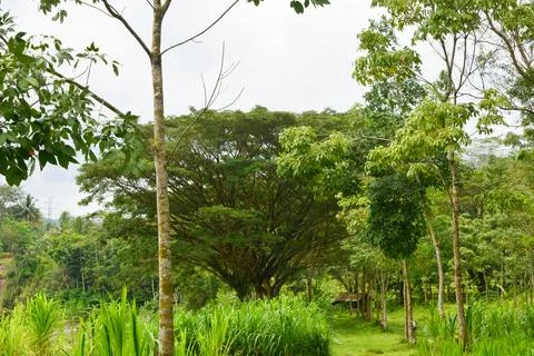 View of withered trees and green meadow in the morning in Wonosobo city par.. Foto stock