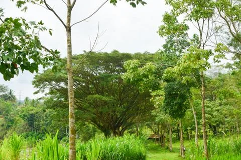 View of withered trees and green meadow in the morning in Wonosobo city par.. Stock Photos