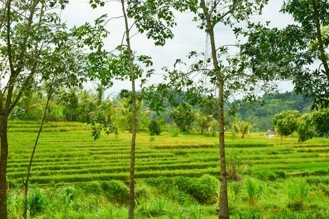 View of withered trees and green meadow in the morning in Wonosobo city par.. Stock Photos