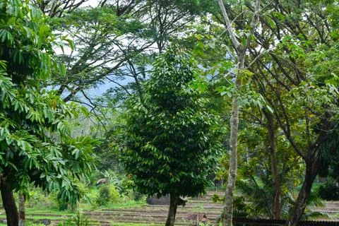 View of withered trees and green meadow in the morning in Wonosobo city par.. Stock Photos