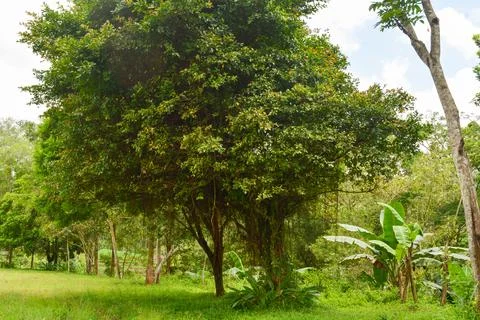 View of withered trees and green meadow in the morning in Wonosobo city par.. Stock Photos