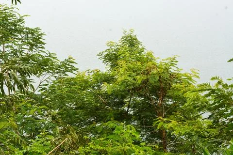 View of withered trees and green meadow in the morning in Wonosobo city par.. Stock Photos
