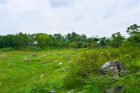 View of withered trees and green meadow in the morning in Wonosobo city par.. Stock Photos