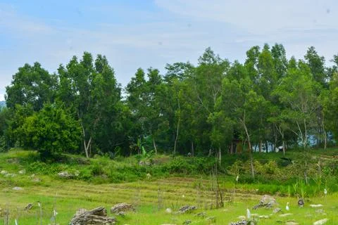 View of withered trees and green meadow in the morning in Wonosobo city par.. Foto stock