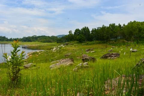 View of withered trees and green meadow in the morning in Wonosobo city par.. Stock Photos