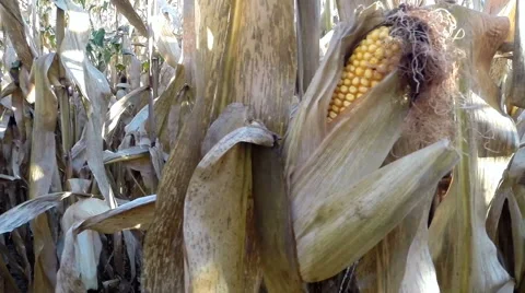 View from within a cornfield / maize farm field in autumn morning with lensflare Stock Footage 56063593
