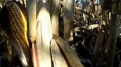 View from within a cornfield / maize farm field in autumn morning with lensflare Stock Footage 56064431