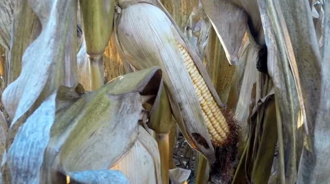 View from within a cornfield maize farm field in autumn Stock Footage 56064932