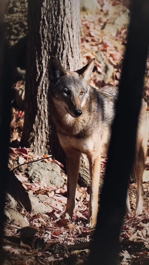 View of wolf in the forest Stock Footage 269951330