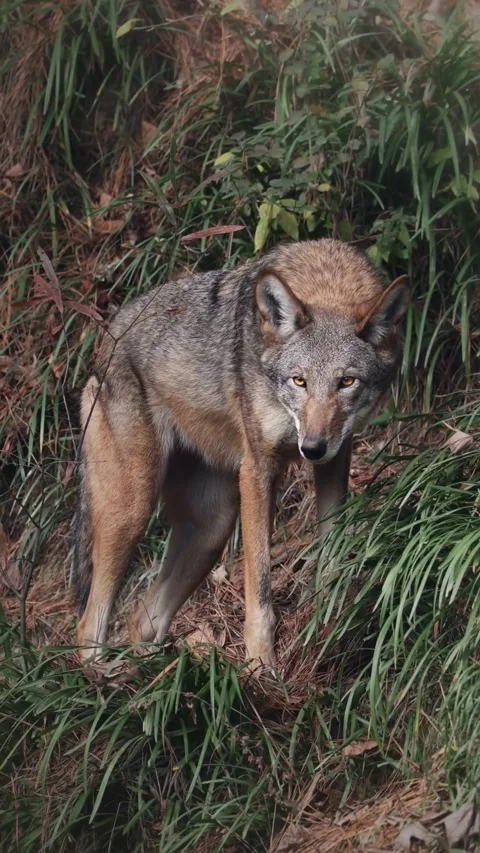 View of wolf in the grass Stock Footage 269951375