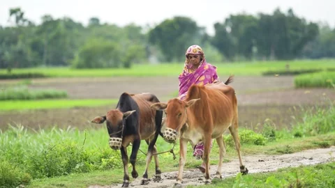 View of a woman leading cows through rural fields in Bangladesh. Video stock 334979679