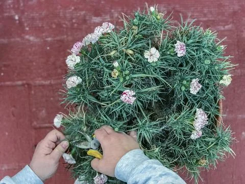 View of a woman's hands pruning a plant Stock Photos