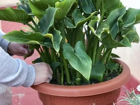 View of a woman's hands pruning a plant Stock Photos