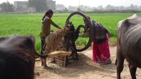 View of women operating a manual chaff cutter in a field, India. Video stock 335484035