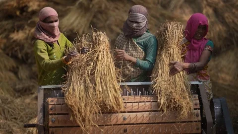 View of women threshing grain in a rural field, India. Video stock 335483953