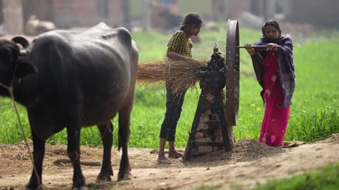 View of women using a fodder cutter near a buffalo in Patna, India. Video stock 335484294