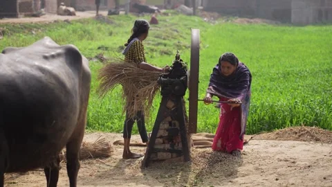 View of women using a fodder cutting machine in Patna, India. Video stock 335484129