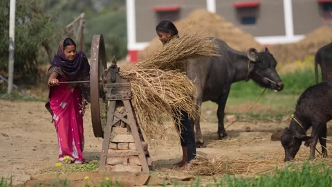 View of women using a manual chaff cutter in a rural farm, India. Stock Footage 335484365