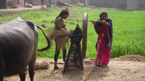 View of women using a manual fodder cutter in a rural field, India. Video stock 335484083