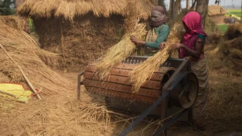 View of women using a mechanical thresher in a rural village, India. Video stock 335483617