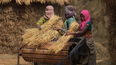 View of women using a mechanical thresher in rural Patna, India. Stock Footage 335483991