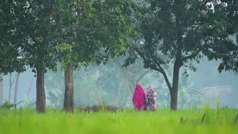 View of women walking through a green field in Bogura, Bangladesh. Video stock 334968340