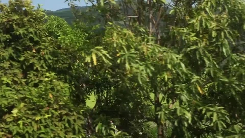 View of the wood and environment from a window of quickly going train Stock Footage 75362722