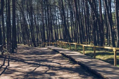 View of wooden pathway inside dancing forest at curonian spit on sunny day Stock Photos