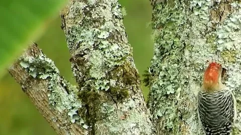 A view of a woodpecker in the forest Stock Footage 236698207