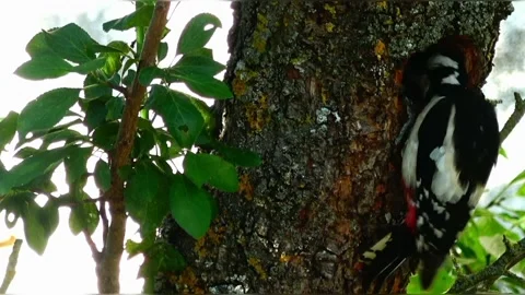 A view of a woodpecker in the forest Stock Footage 236698213