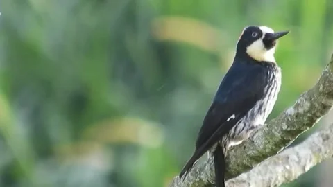 A view of a woodpecker in the forest Stock Footage 236698327