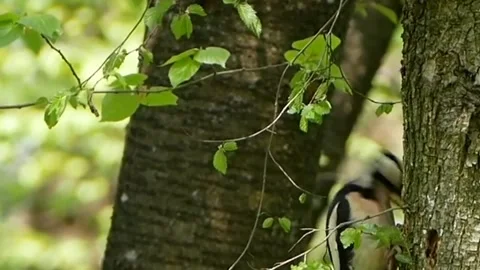 A view of a woodpecker in the forest Stock Footage 236698335