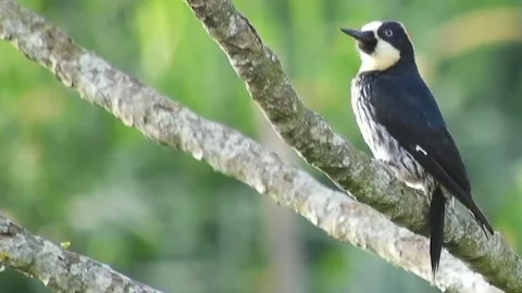 A view of a woodpecker in the forest Stock Footage 236698384