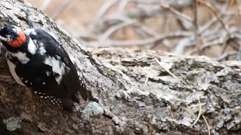 A view of a woodpecker in the forest Stock Footage 236698385