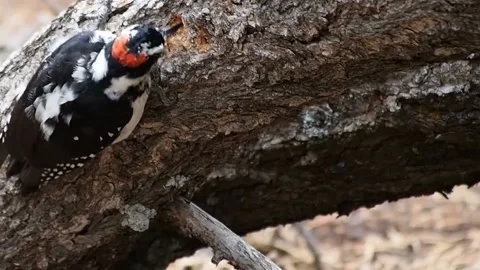 A view of a woodpecker in the forest Stock Footage 236698516