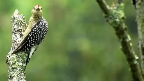 A view of a woodpecker in the forest Stock Footage 236698517
