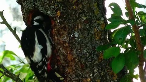 A view of a woodpecker in the forest Stock Footage 236698589