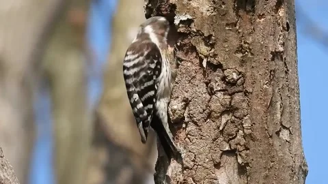 A view of a woodpecker in the forest Stock Footage 236698696