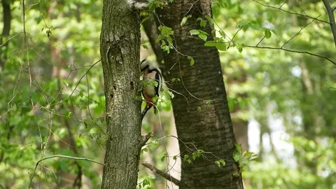 A view of a woodpecker in the forest Stock Footage 236698768